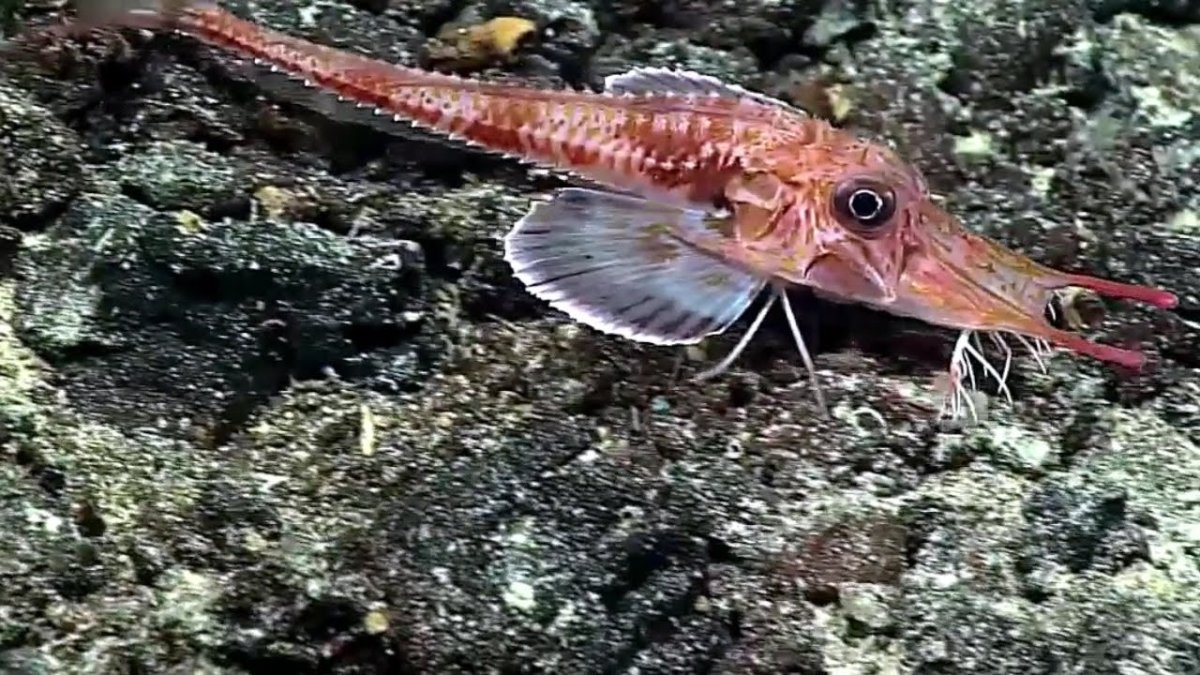 Морской Робин рыбы