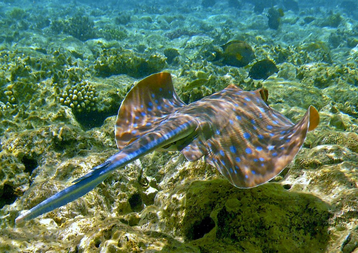 Скат хвостокол