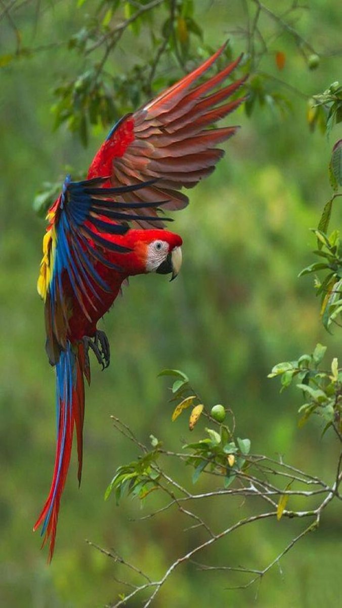 Попугай ара летит