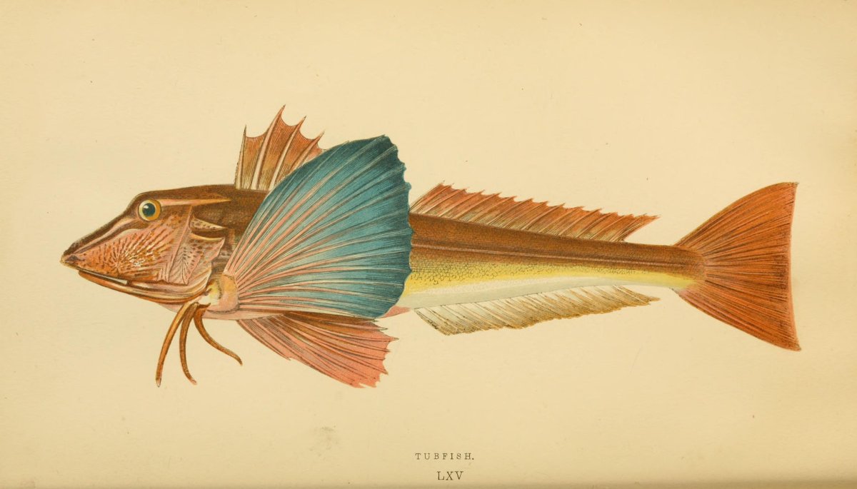 Панцирная Тригла морская