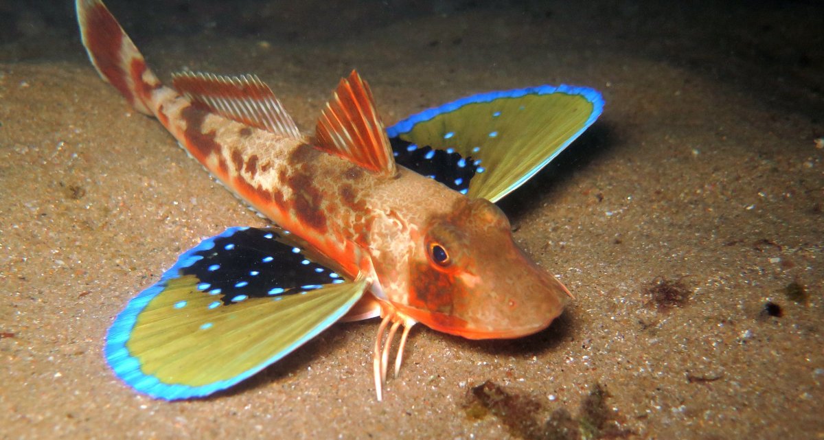 Рыба Тригла морской петух