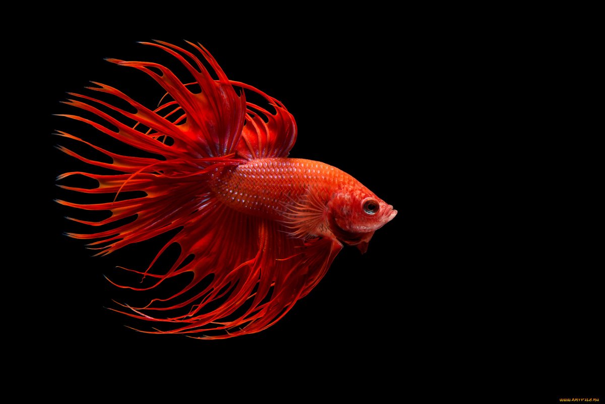 Аквариумные рыбки на черном фоне