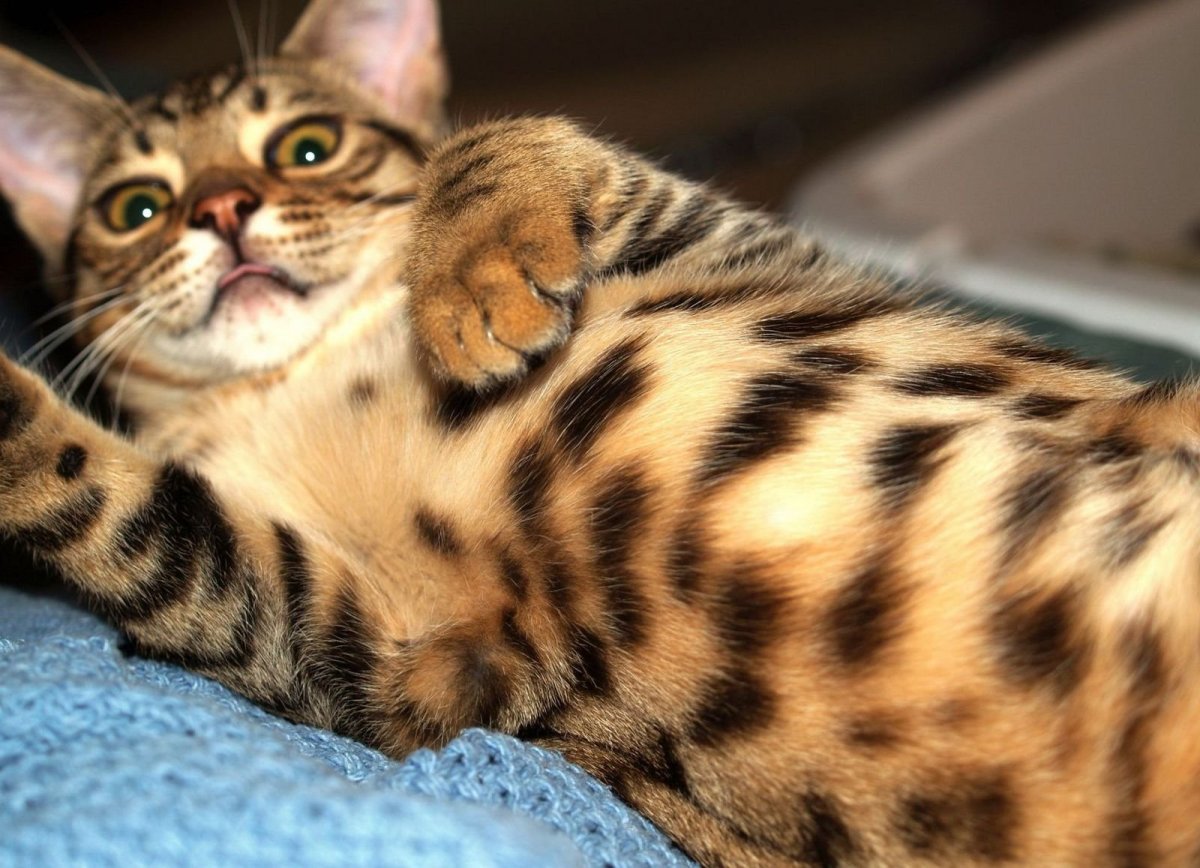 Кошка тойгер котята