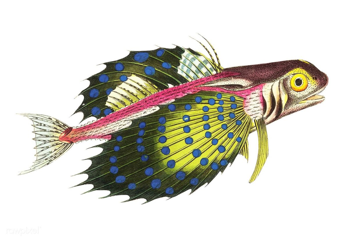 Морской петух