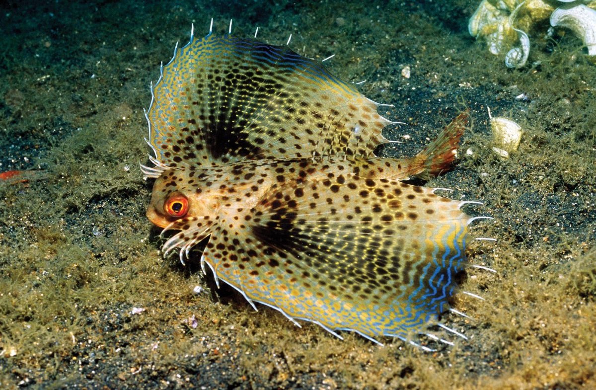 Пятнистый Стрижехвост рыба