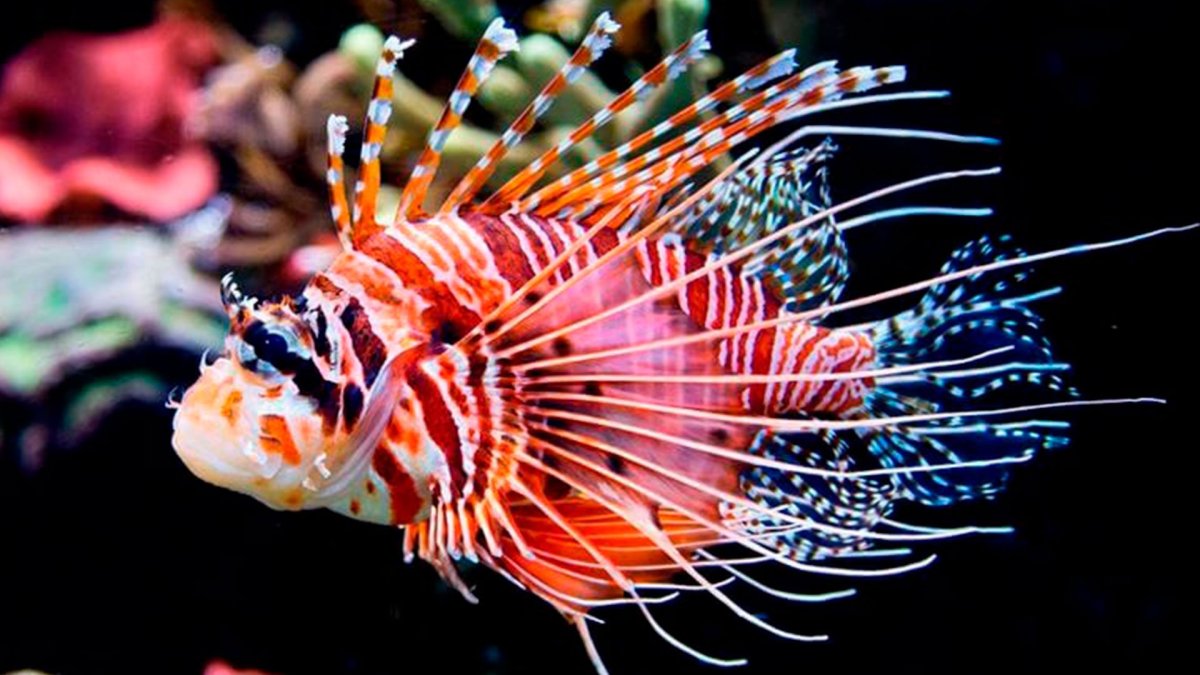 Красная крылатка рыба