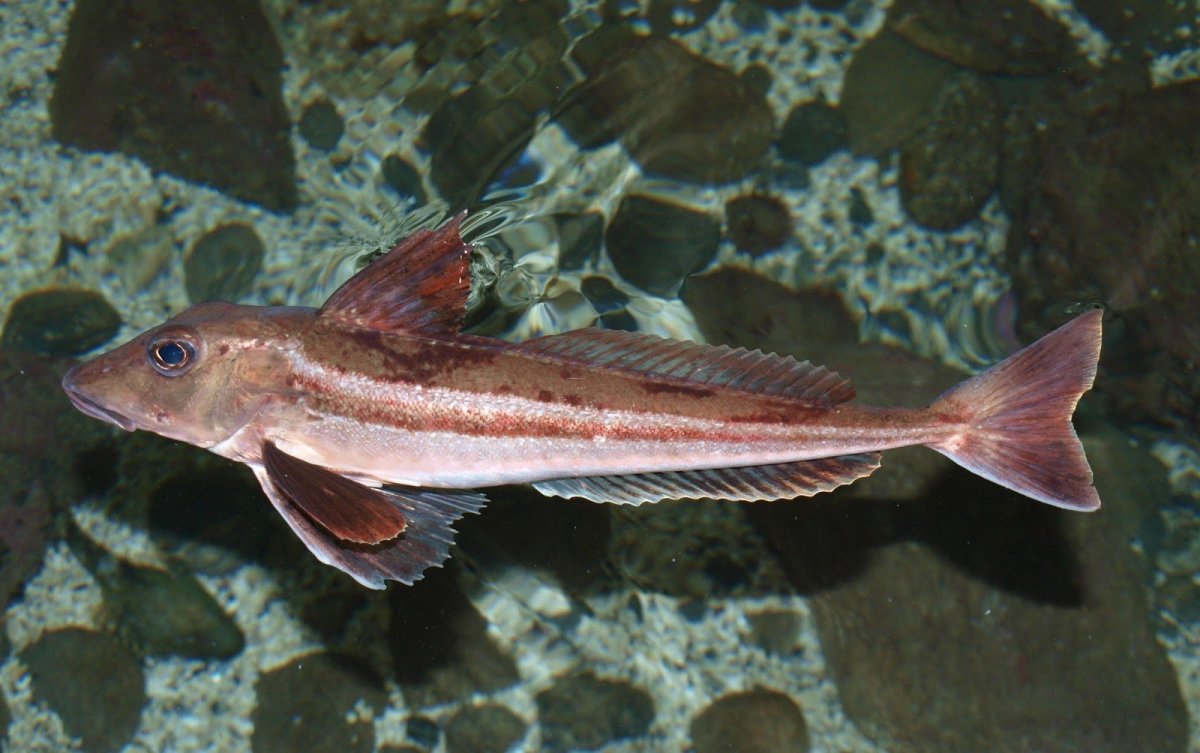 Рыба Тригла морской петух