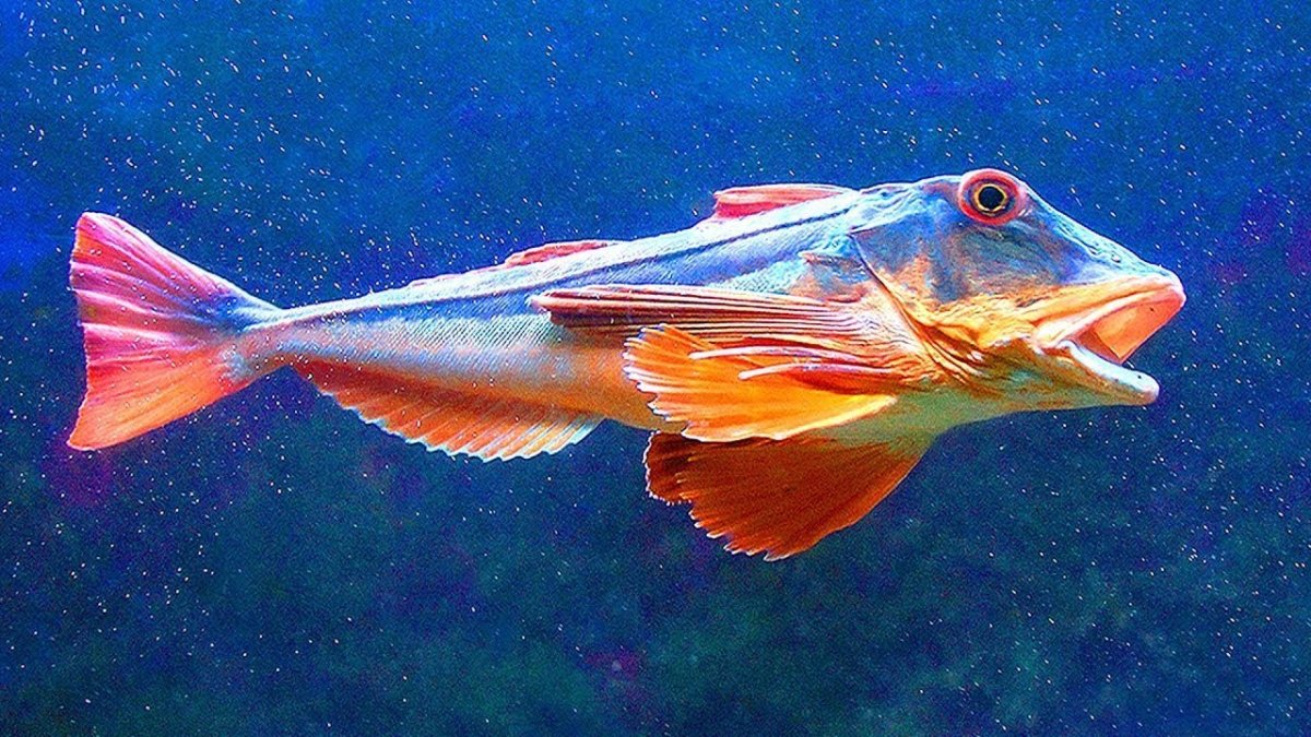 Тригла рыба