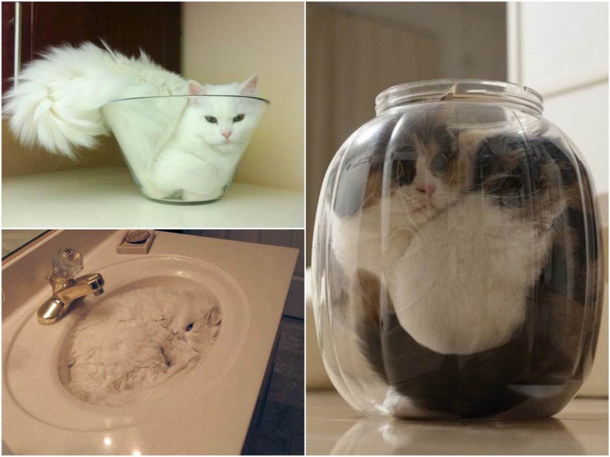 Жидкий кот
