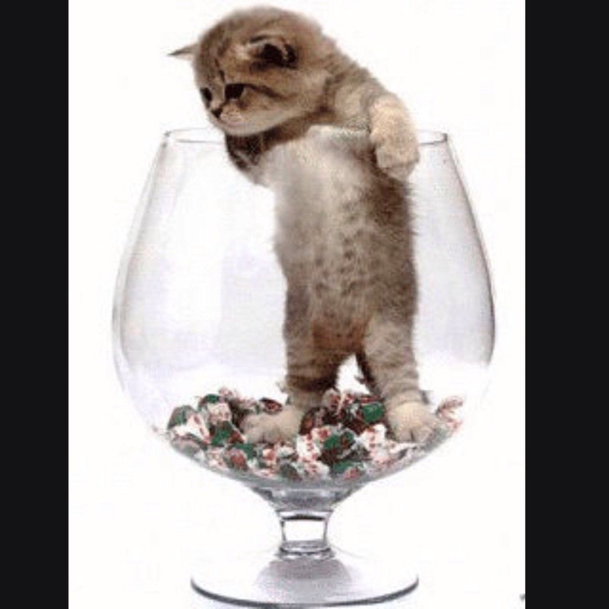 Кот с бокалом