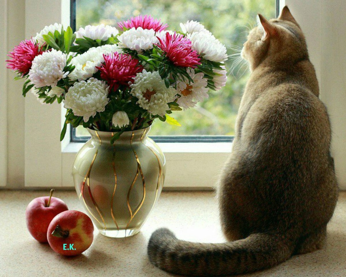 Прекрасного дня кошечки