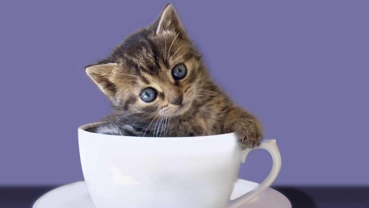 Чашка с кошкой