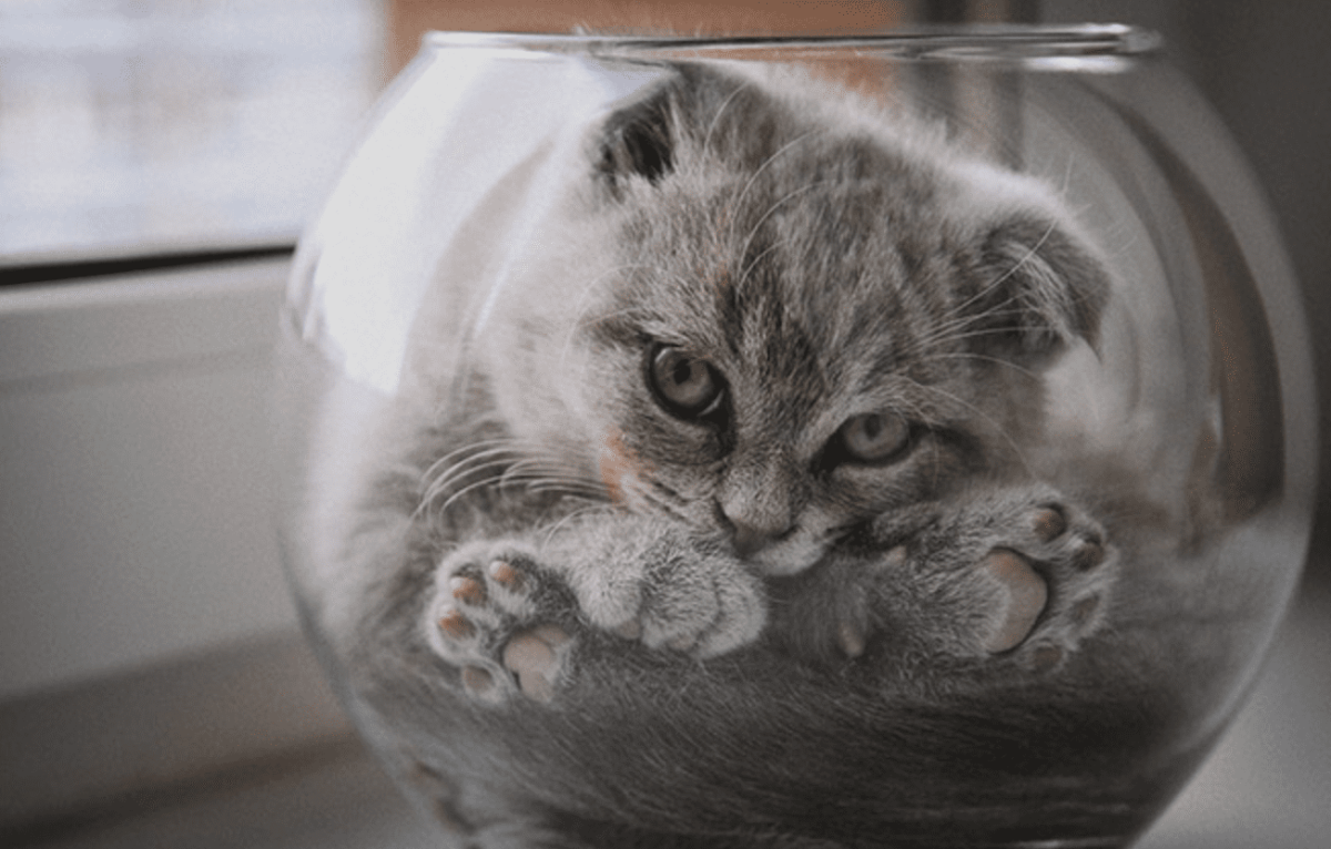 Кот в банке