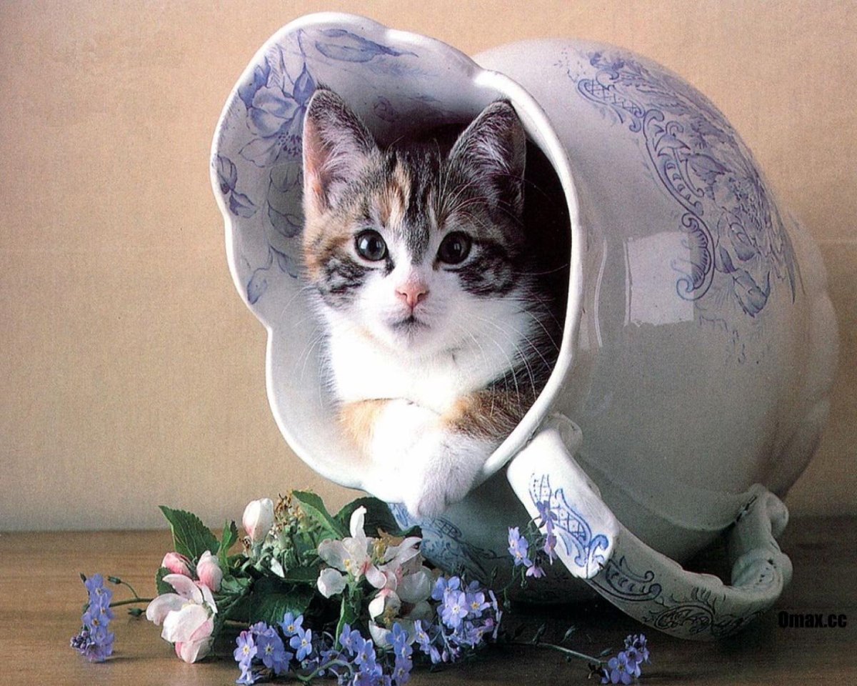 Котенок в кувшине