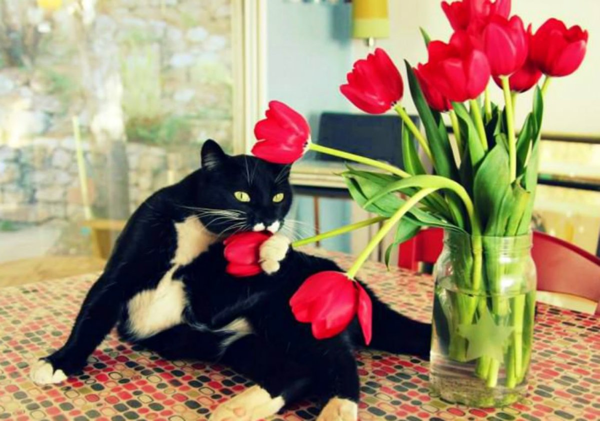 Кошечка с тюльпанами