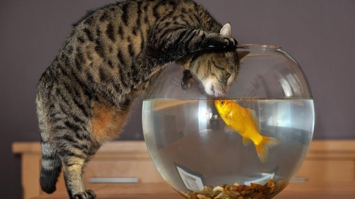 Рыбка для кошки