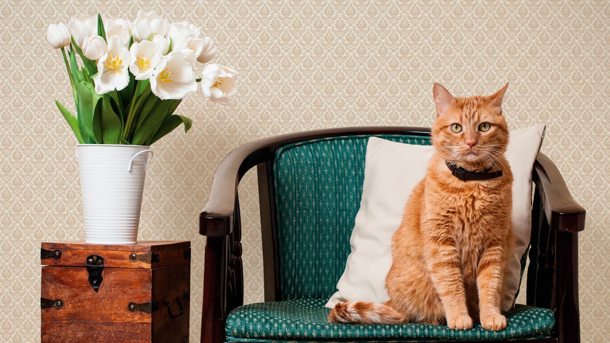 Дом для кошки