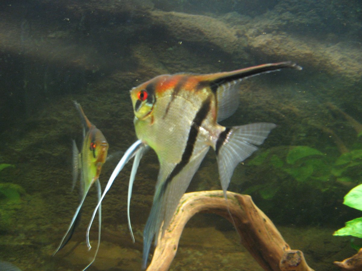 Скалярия Ягуар