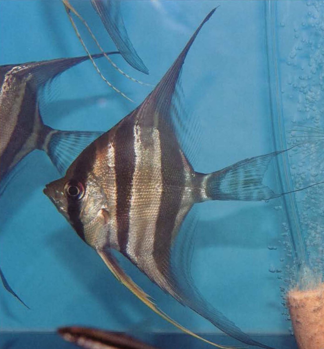 Скалярия Альтум