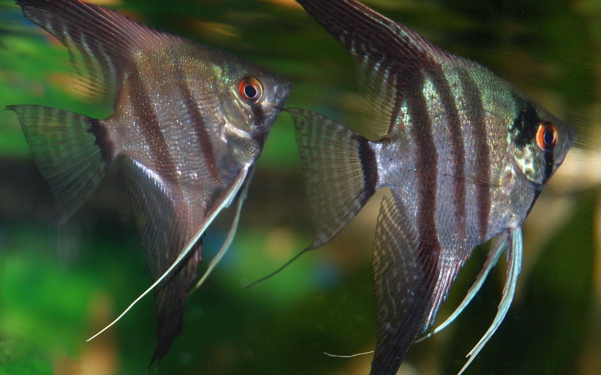 Скалярия мраморная