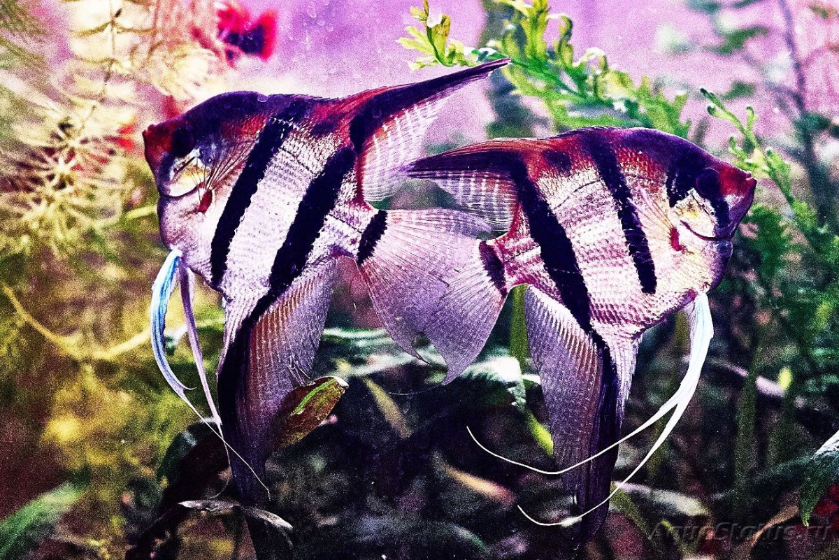 Скалярии в природе