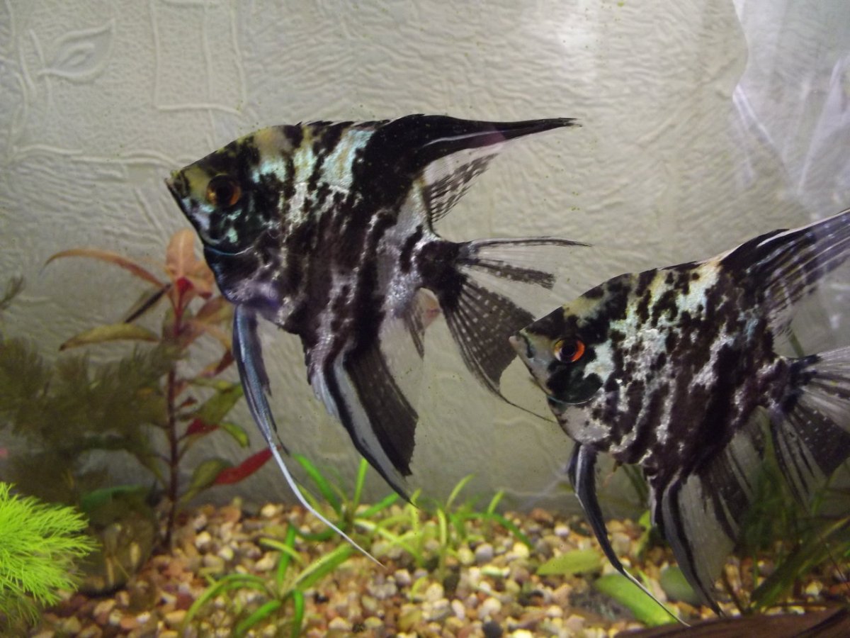 Скалярия мраморная