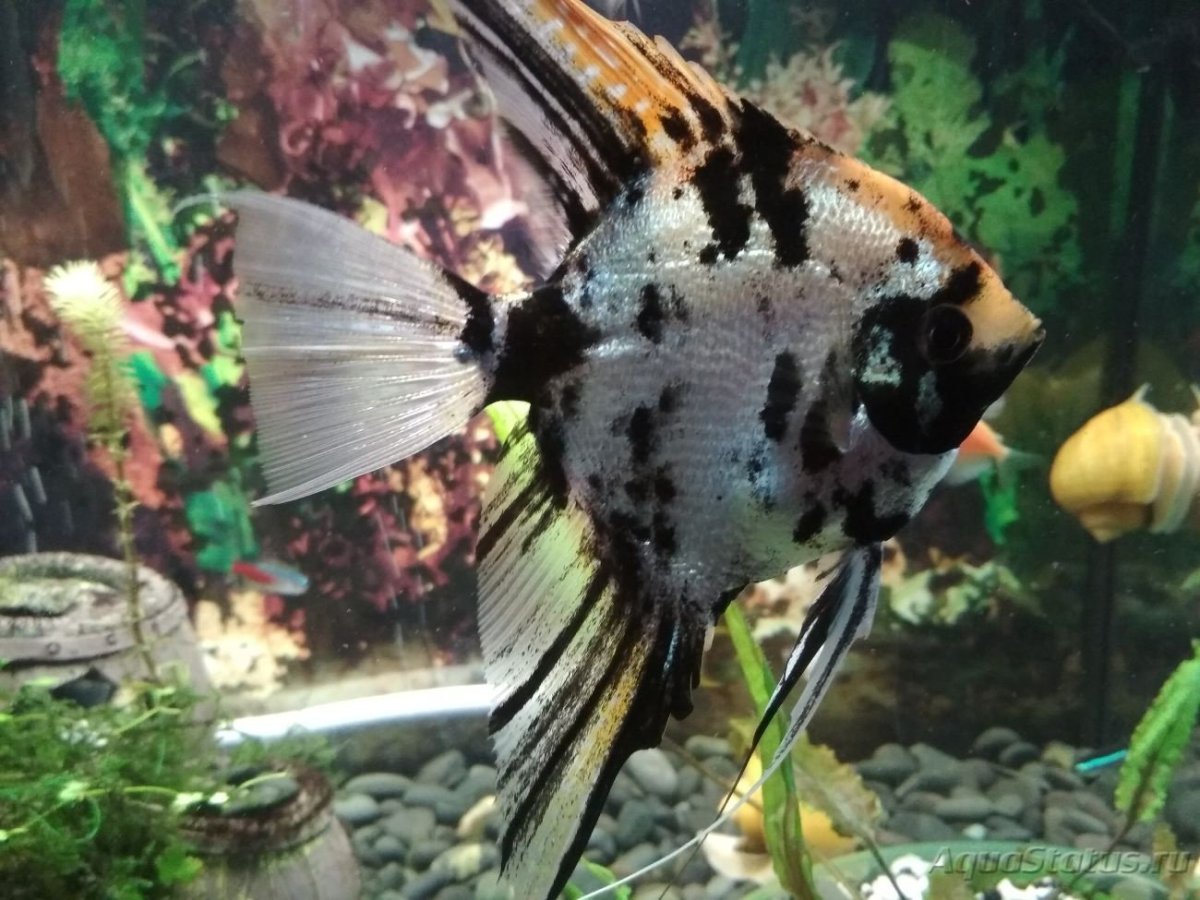 Скалярии пол