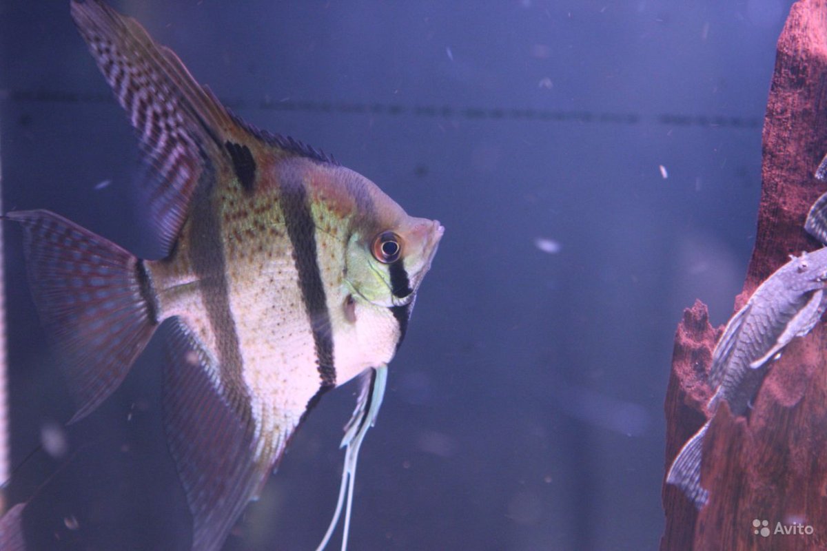 Скалярия Рио Нанай