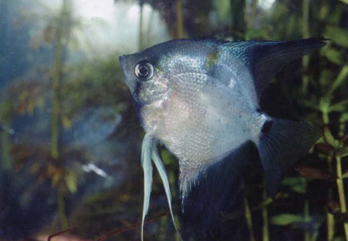 Скалярия Фантом