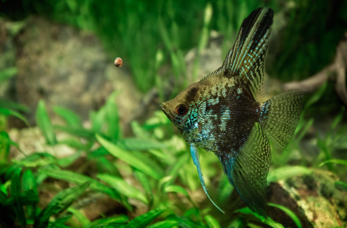 Скалярия мраморная зеленый ангел