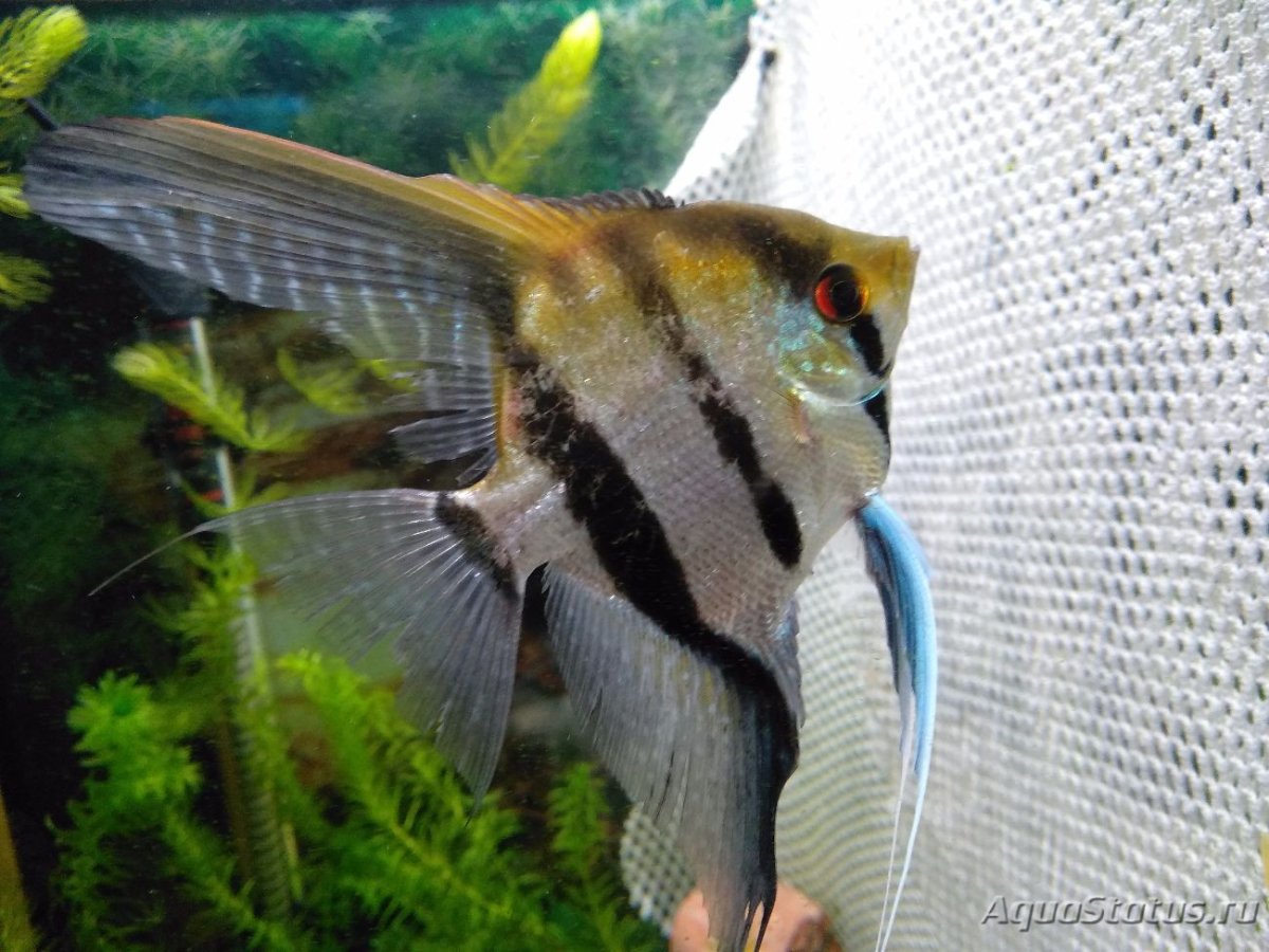 Скалярия самка