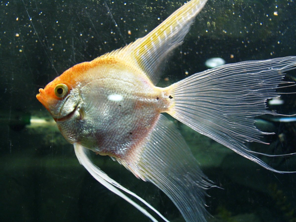 Скалярия самец и самка