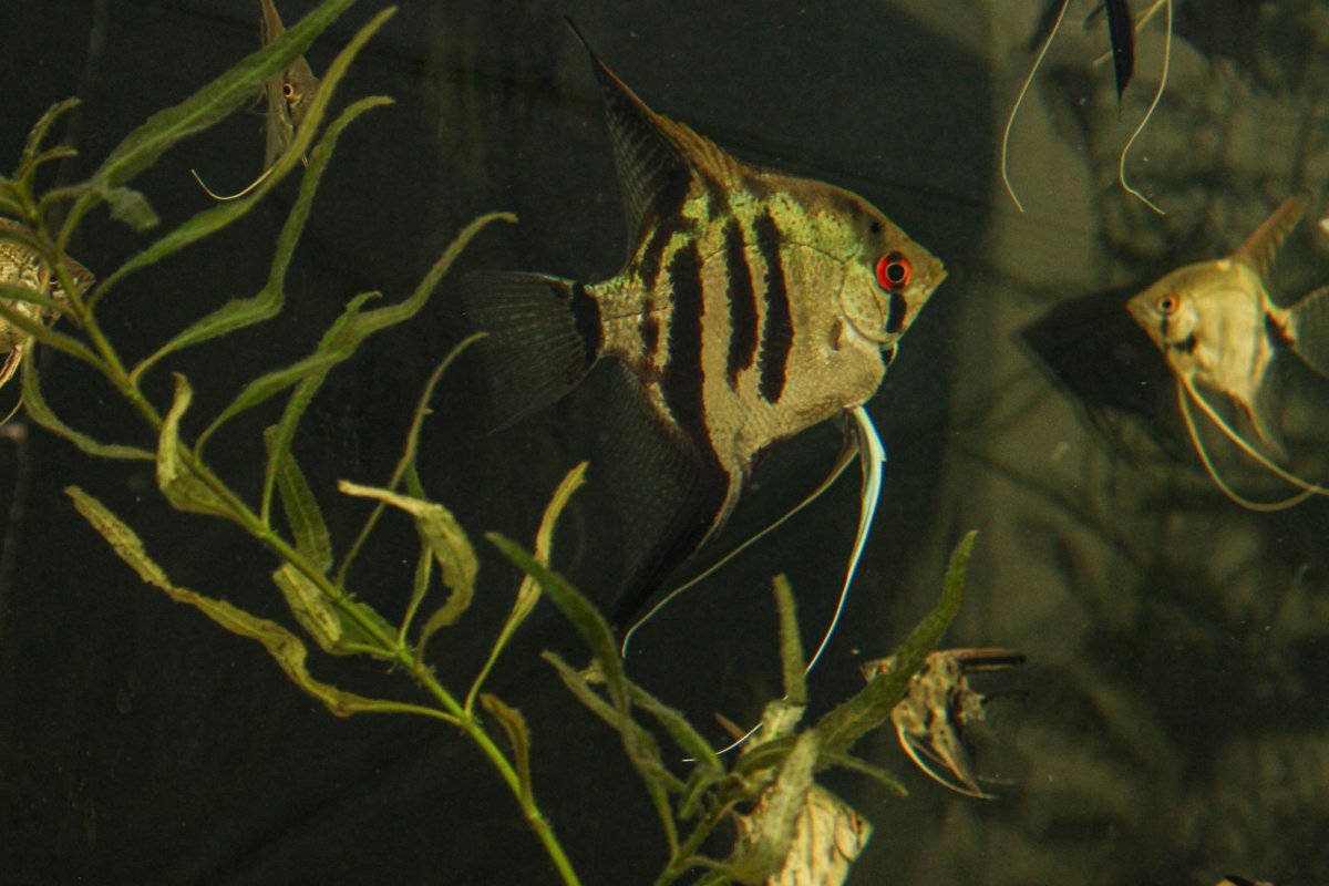 Скалярия Жемчужина Болгарии