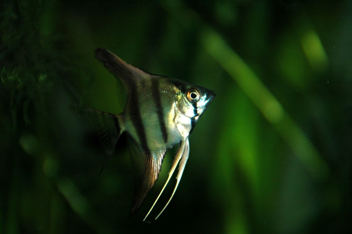 Скалярия окунеобразные