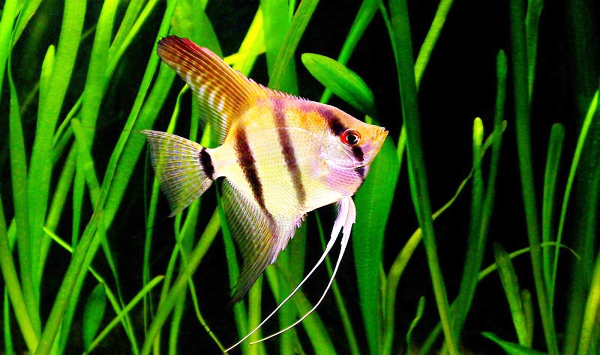 Скалярия голубой Фантом