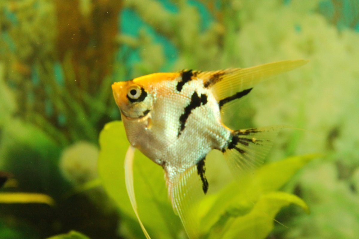 Мраморная Скалярия с золотым