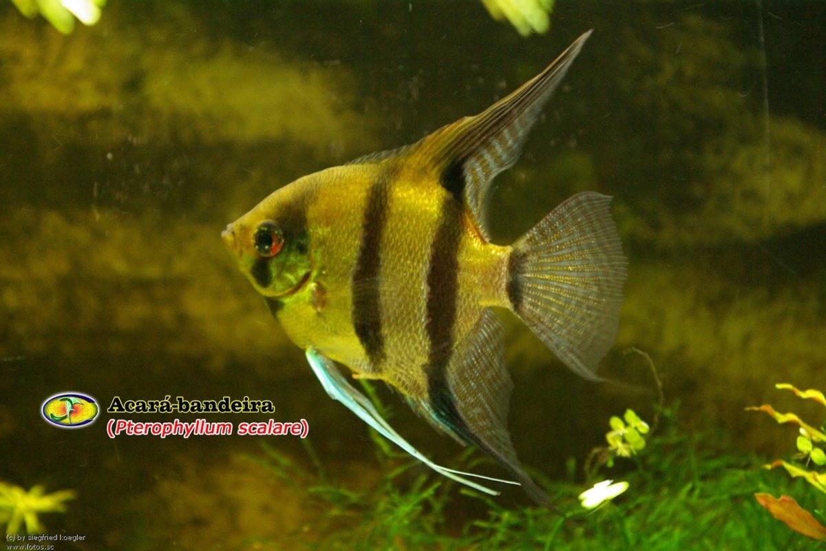 Скалярии самки и самцы