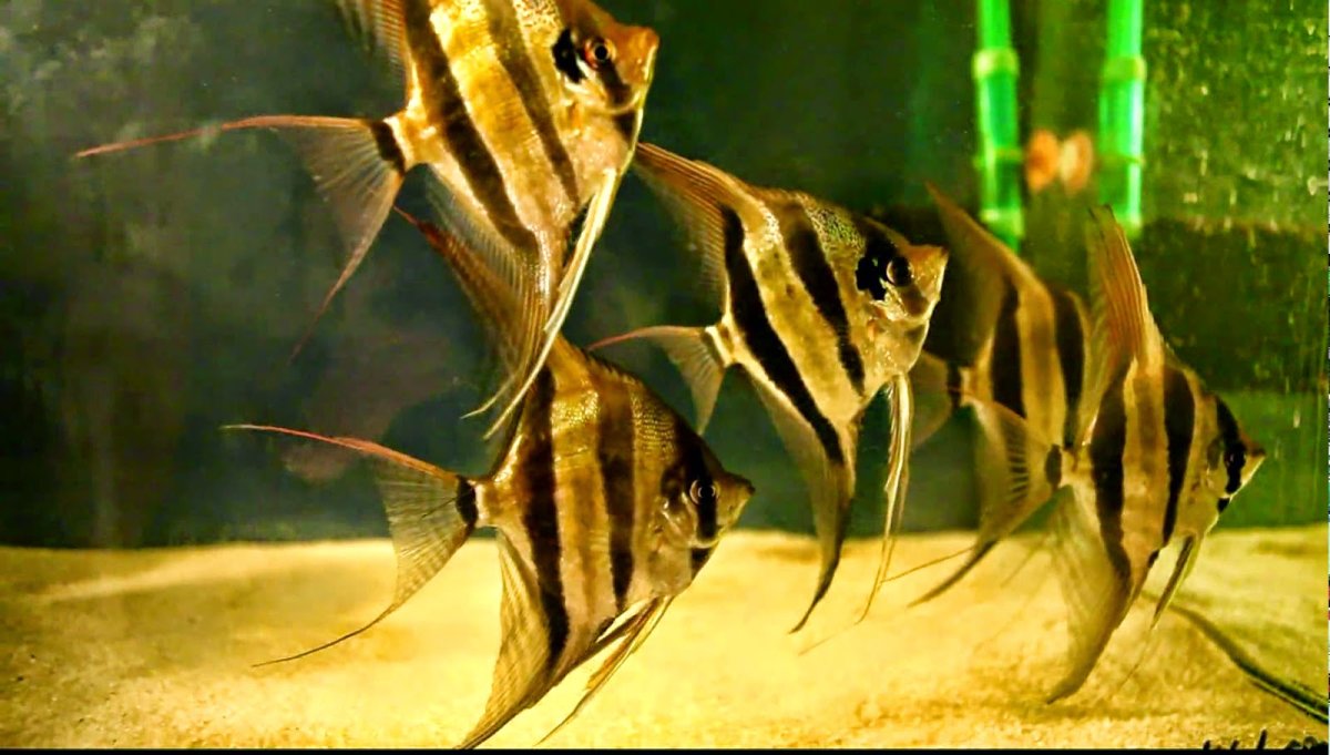 Гигант Скалярия