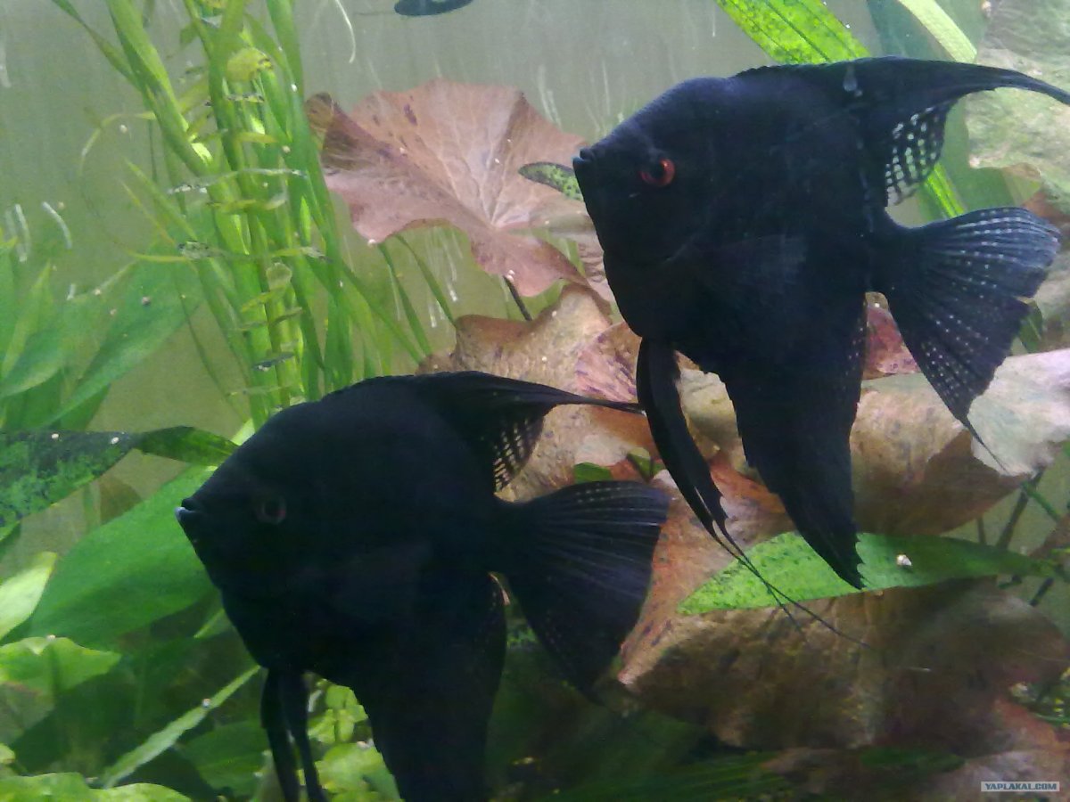 Скалярия самка