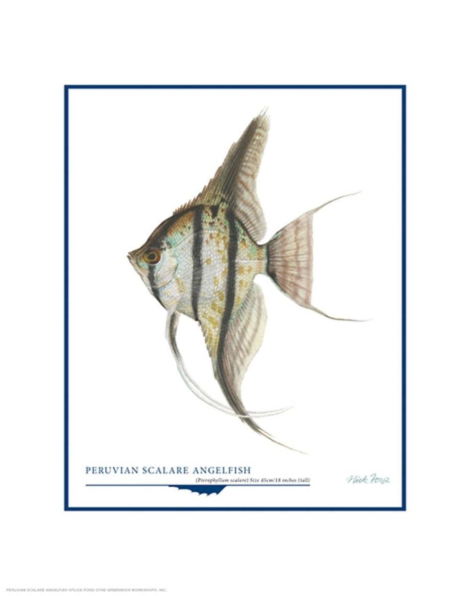 Рыба Скалярия шаблон