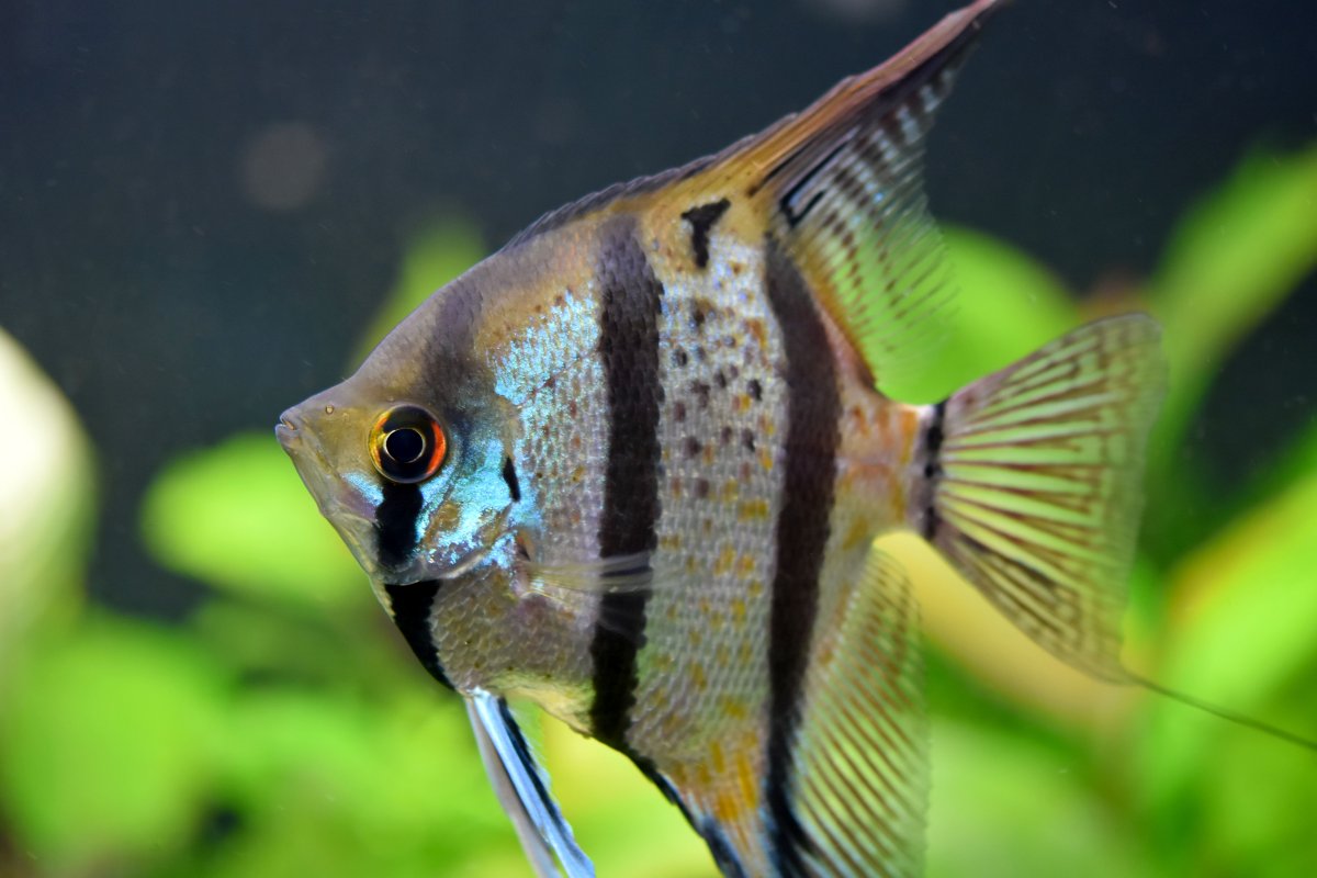 Скалярии аквариумные рыбки