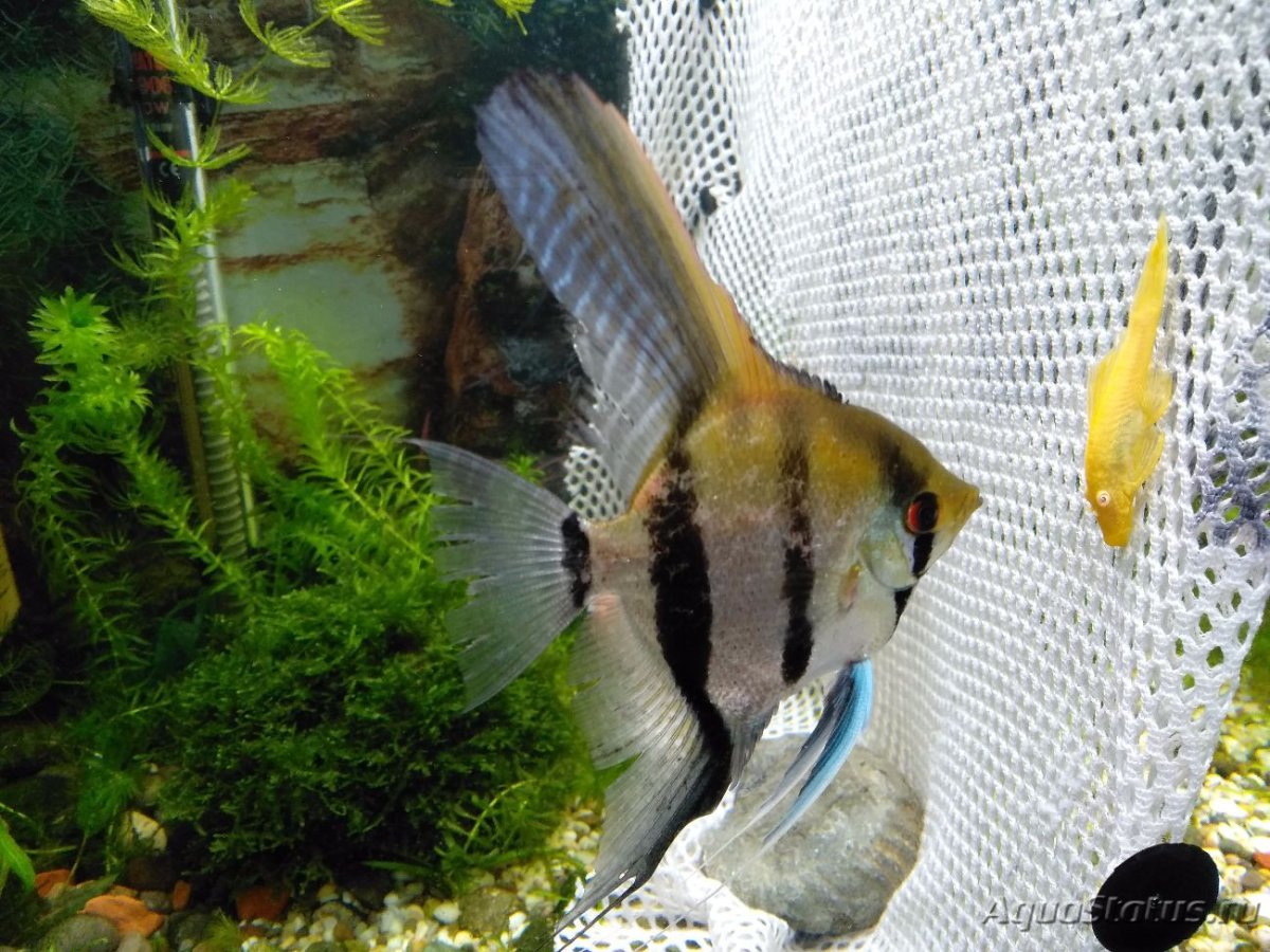 Пол скалярий