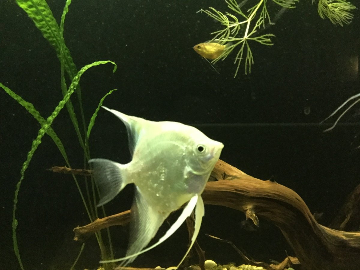 Скалярия кои мальки