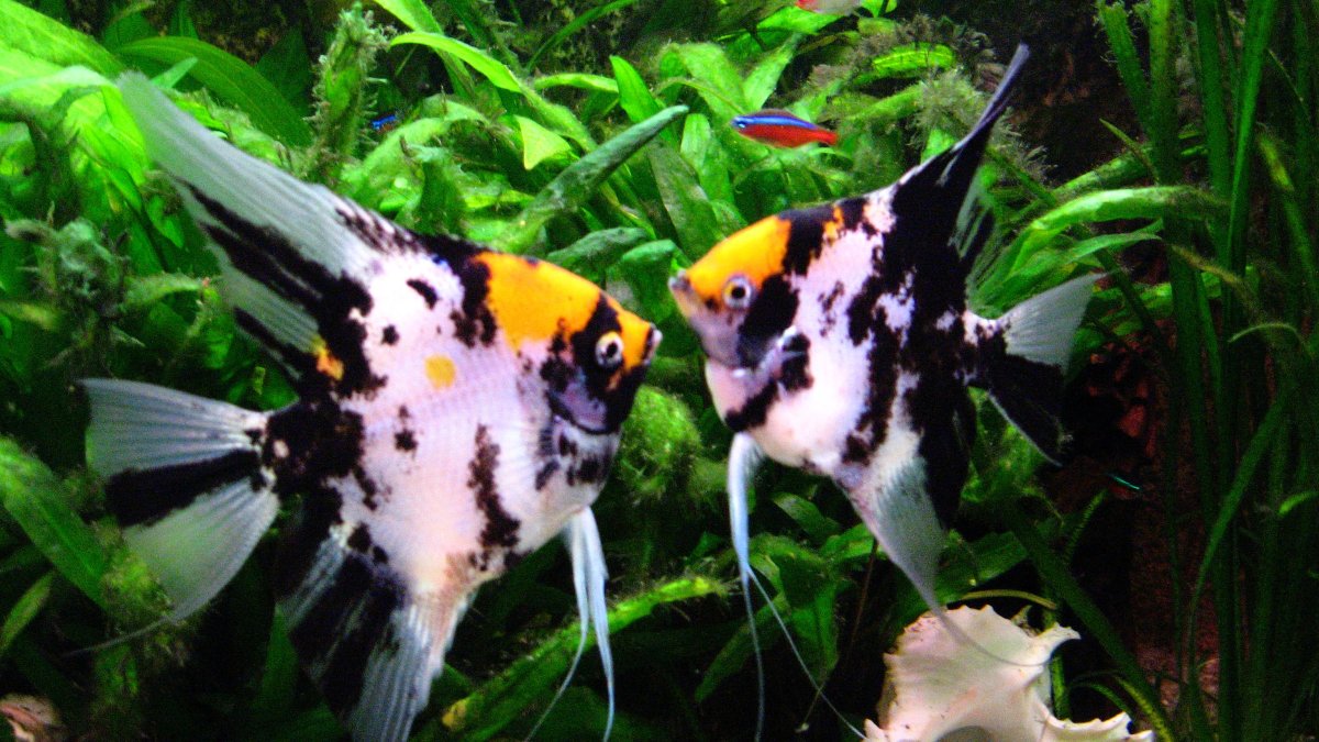 Рыбка Скалярия мраморная