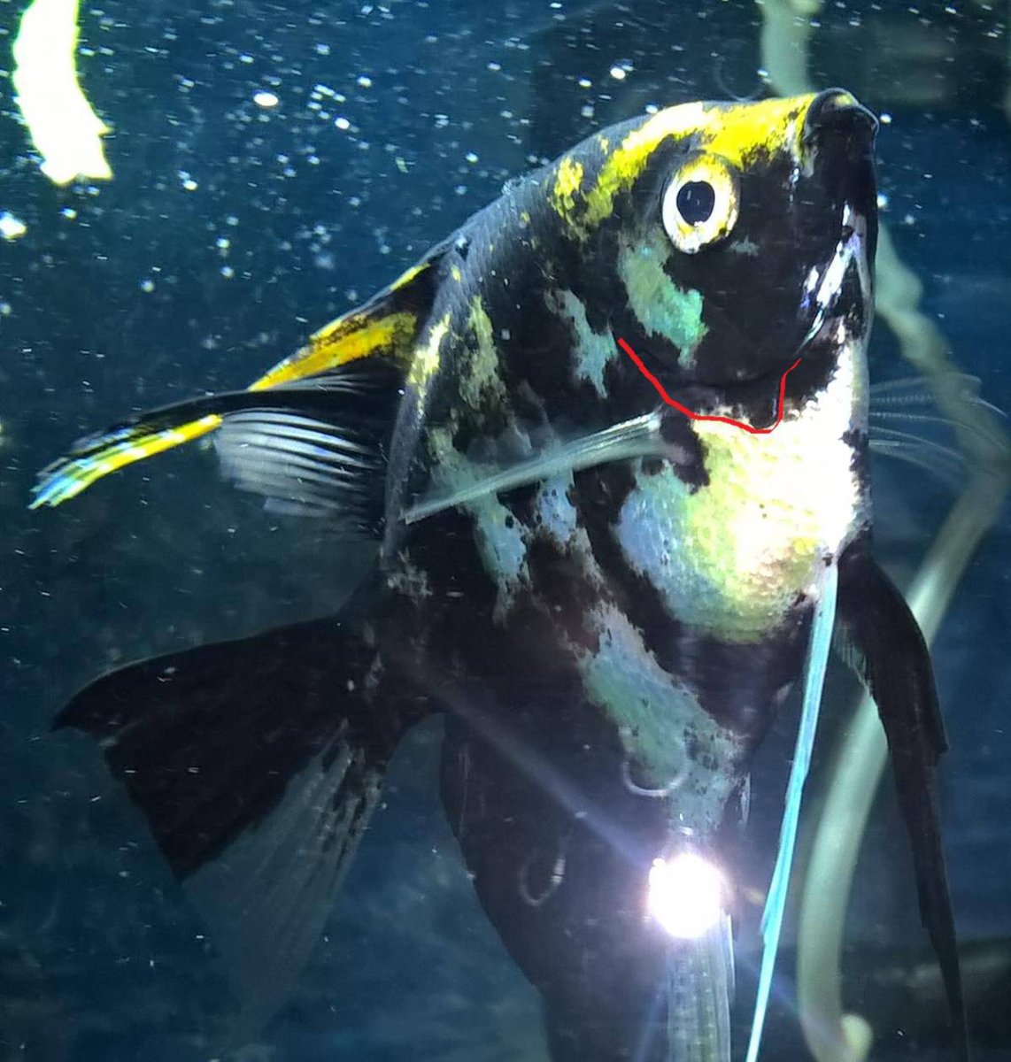 Цихлида Скалярия