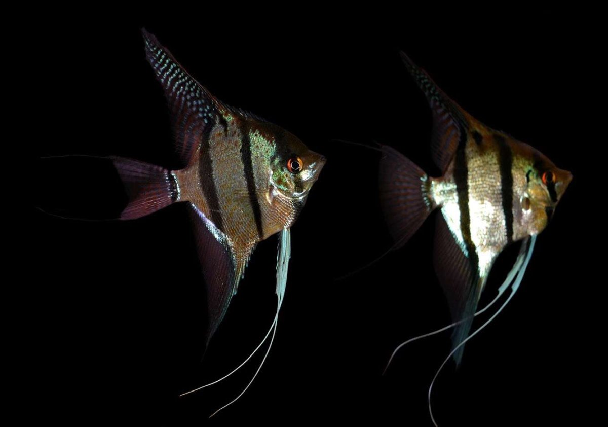 Скалярия перуанский Альтум