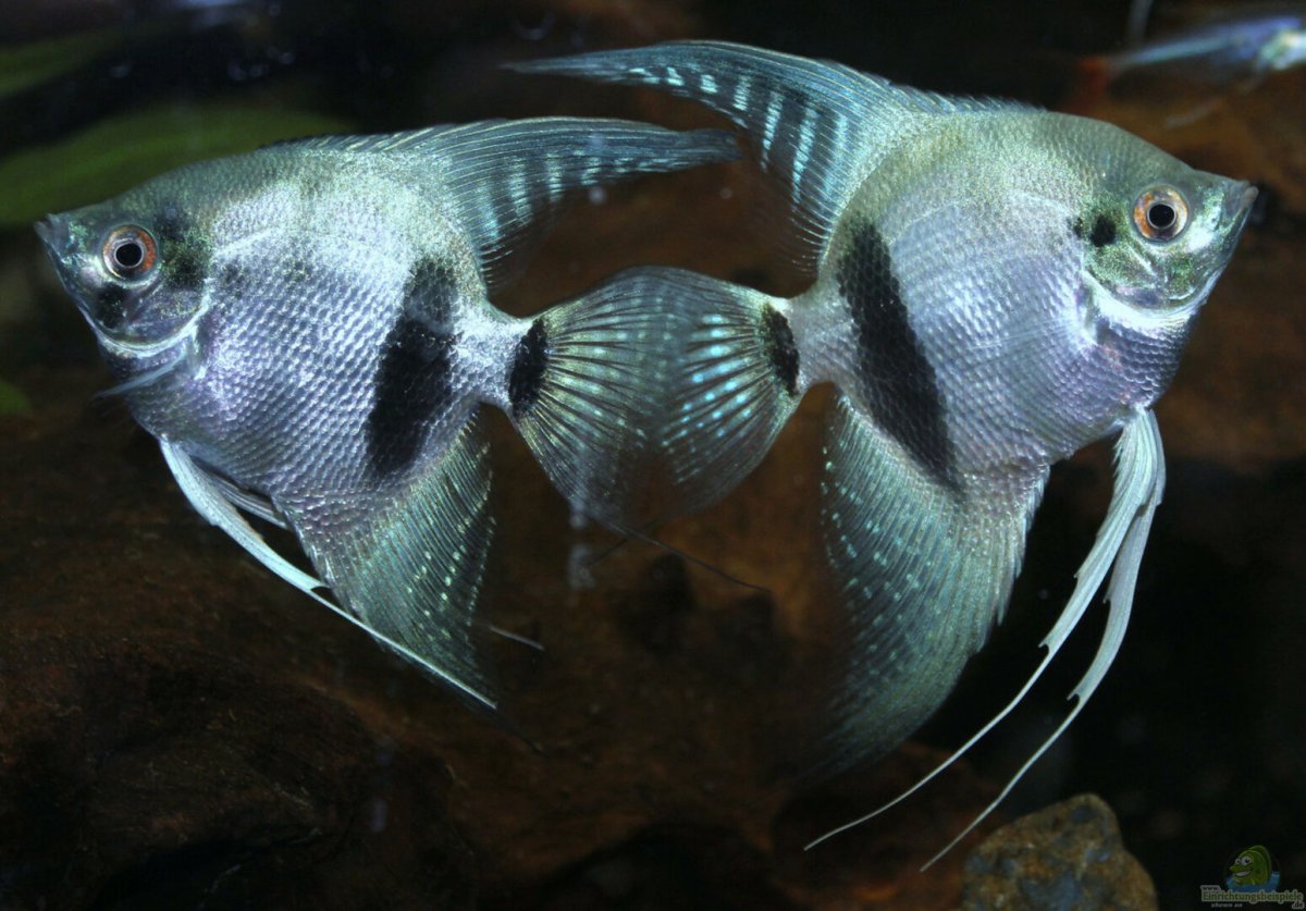 Скалярия самец и самка