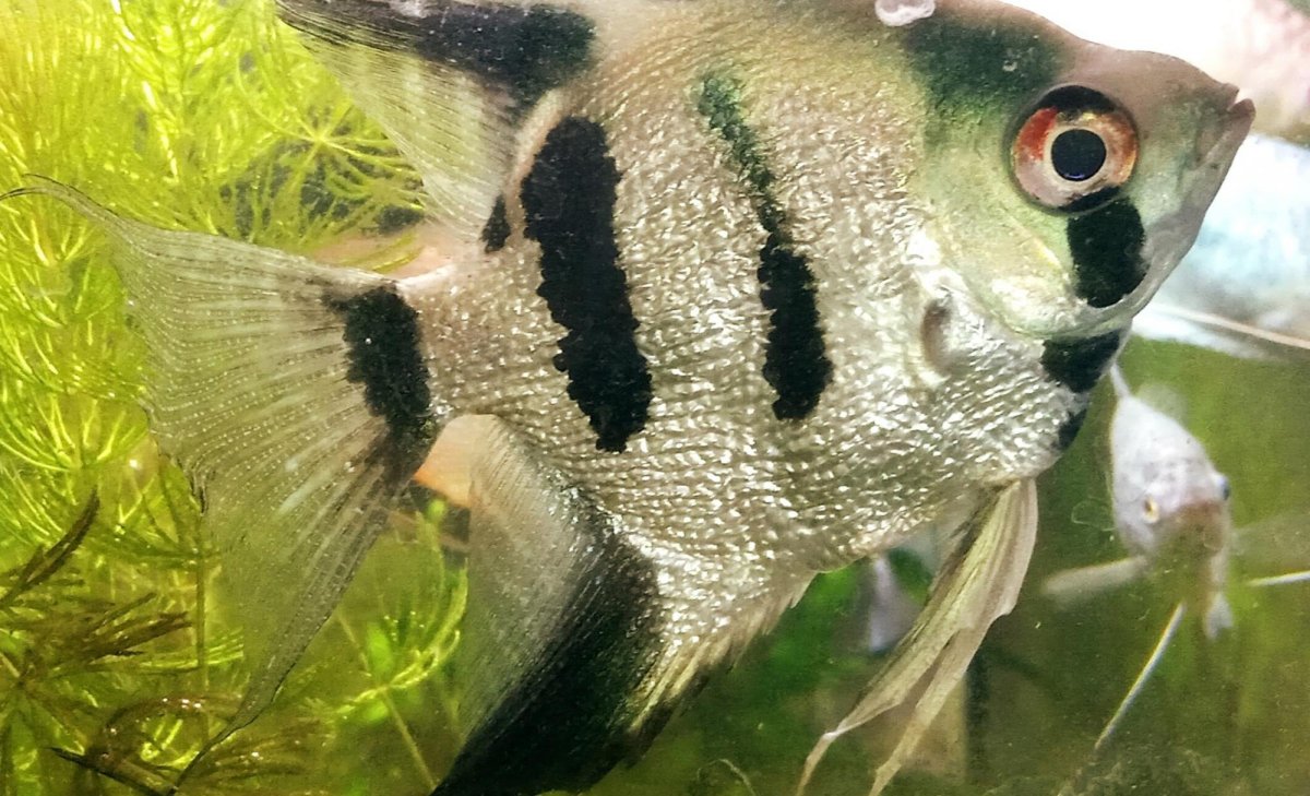 Скалярия Березка