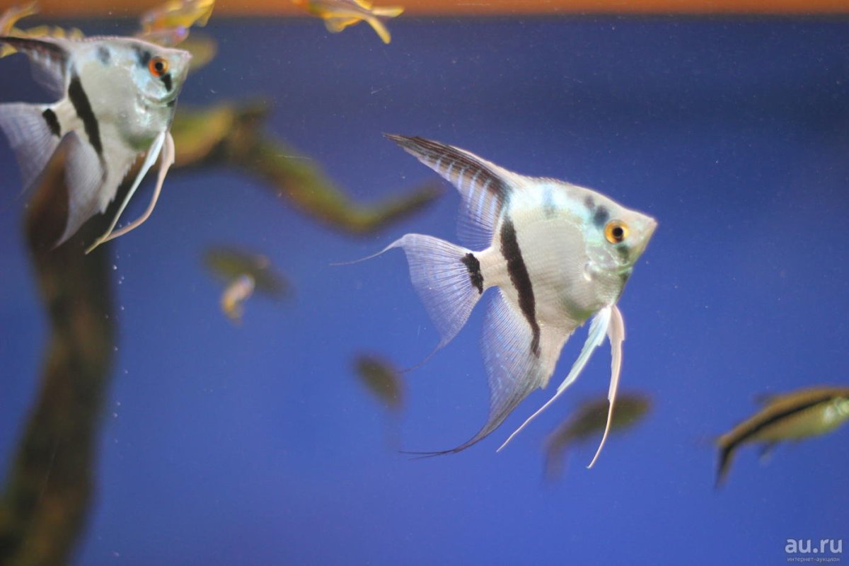 Скалярия Параиба голубая