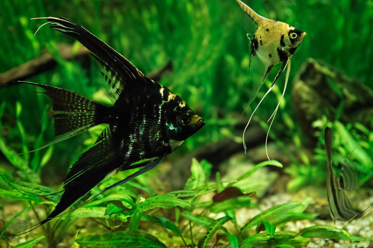 Скалярия аквариумная рыбка